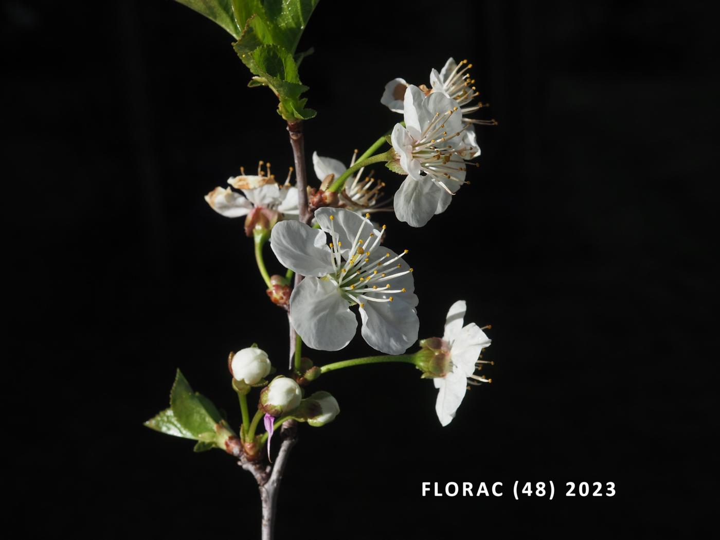 Cherry-Plum flower